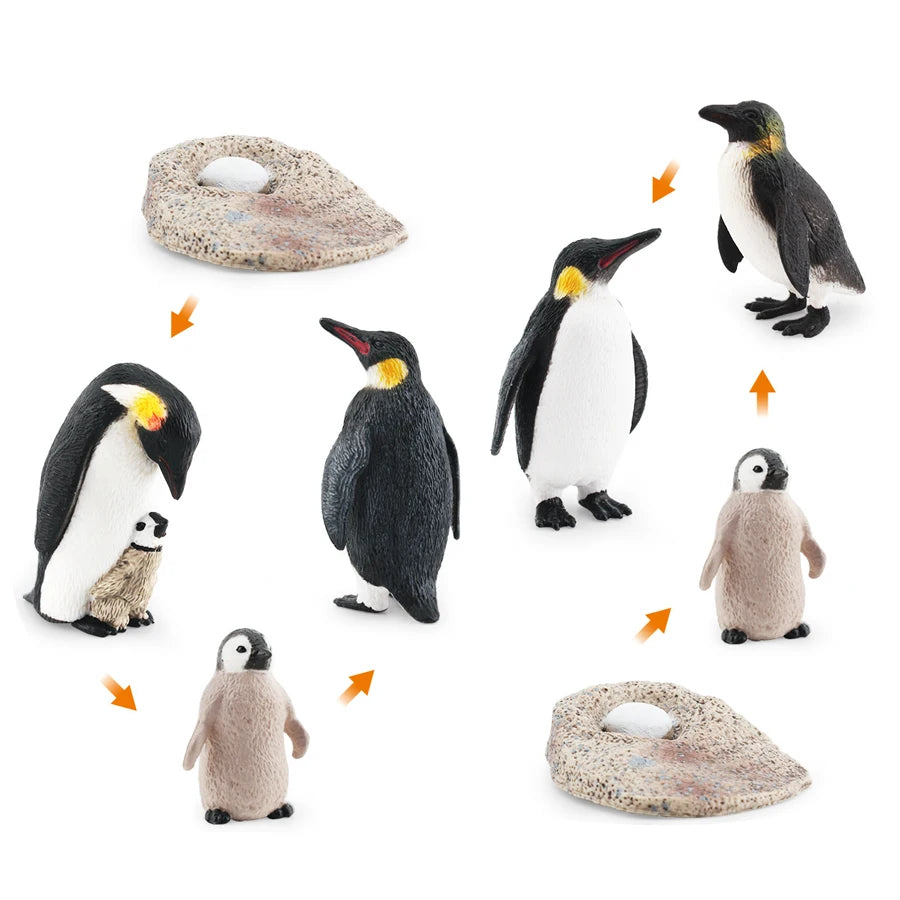 Set Educatieve Figuren: Levenscyclus van Vogels