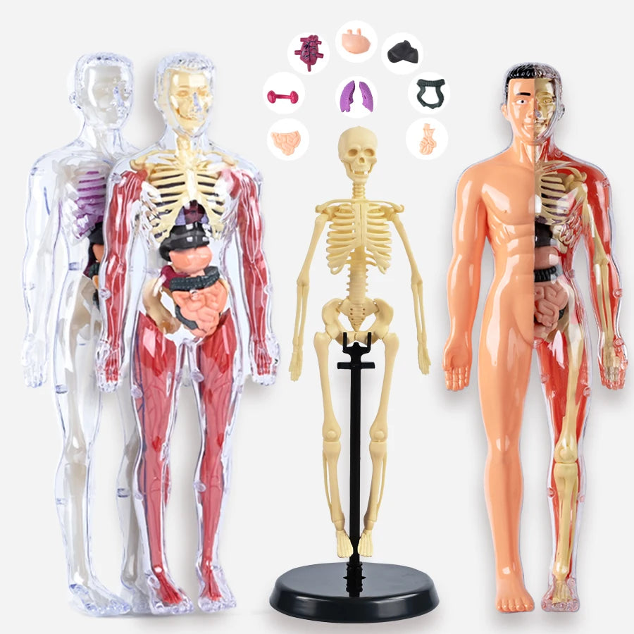 Anatomisch Model Mens – Afneembaar Torso met Organen en Skelet voor Educatie