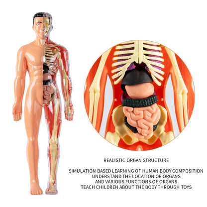 Anatomisch Model Mens – Afneembaar Torso met Organen en Skelet voor Educatie