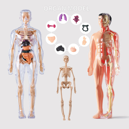 Anatomisch Model Mens – Afneembaar Torso met Organen en Skelet voor Educatie
