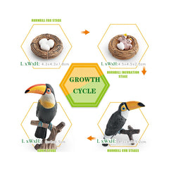 toucan Set