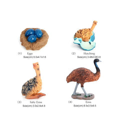 ostrich Set 1