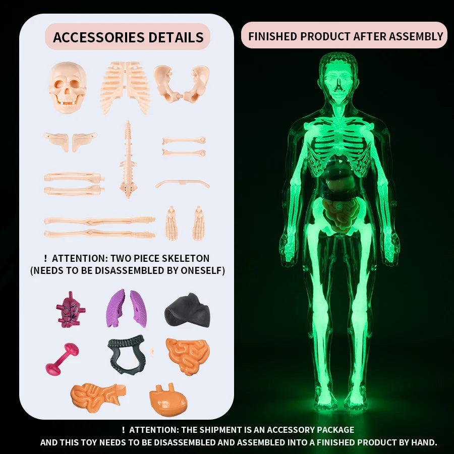 Anatomisch Model Mens – Afneembaar Torso met Organen en Skelet voor Educatie