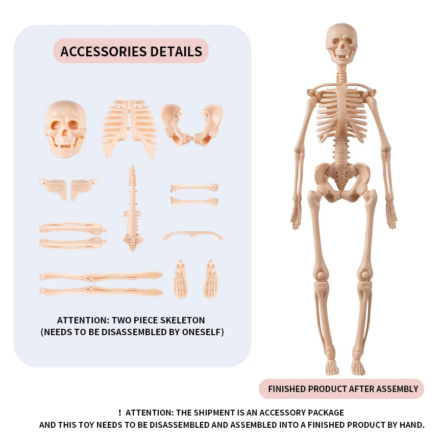 Anatomisch Model Mens – Afneembaar Torso met Organen en Skelet voor Educatie