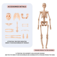 human skeleton