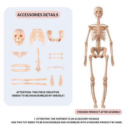 human skeleton