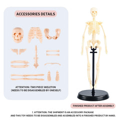 Skeleton scaffold