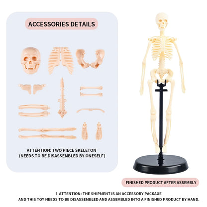 Anatomisch Model Mens – Afneembaar Torso met Organen en Skelet voor Educatie
