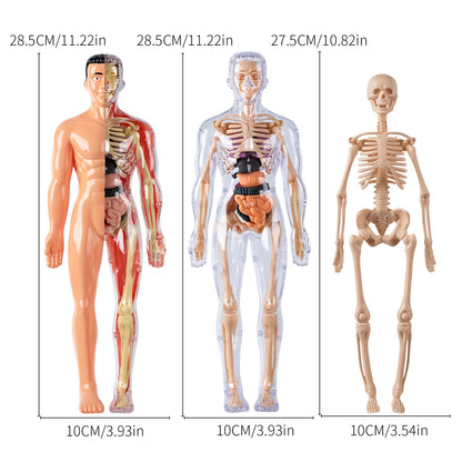 Anatomisch Model Mens – Afneembaar Torso met Organen en Skelet voor Educatie