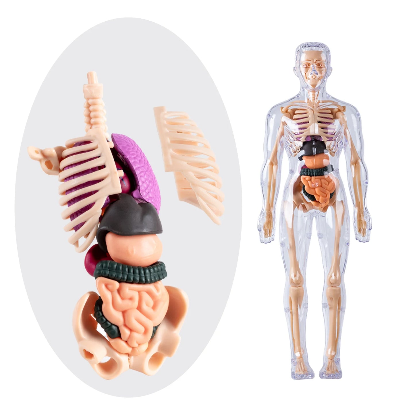 Anatomisch Model Mens – Afneembaar Torso met Organen en Skelet voor Educatie