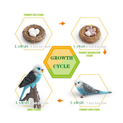 budgerigar Set 1