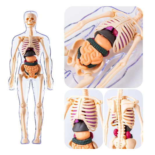 Anatomisch Model Mens – Afneembaar Torso met Organen en Skelet voor Educatie
