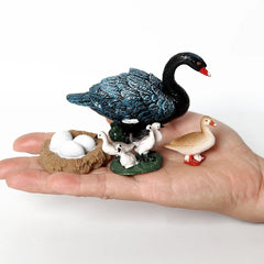 black swan Set