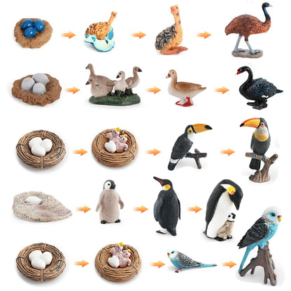 Set Educatieve Figuren: Levenscyclus van Vogels