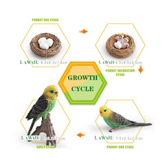 budgerigar Set