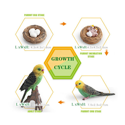 budgerigar Set