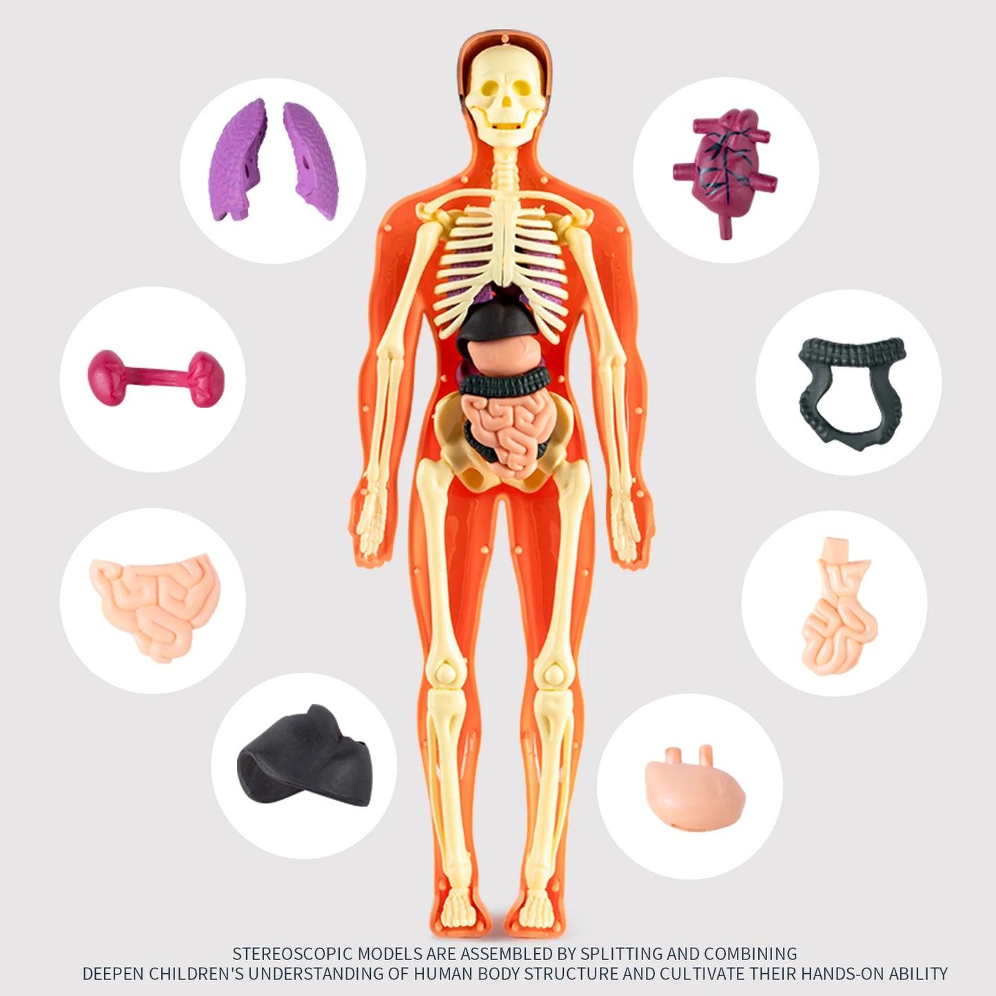 Anatomisch Model Mens – Afneembaar Torso met Organen en Skelet voor Educatie
