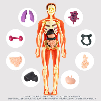 Anatomisch Model Mens – Afneembaar Torso met Organen en Skelet voor Educatie