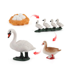 white swan Set